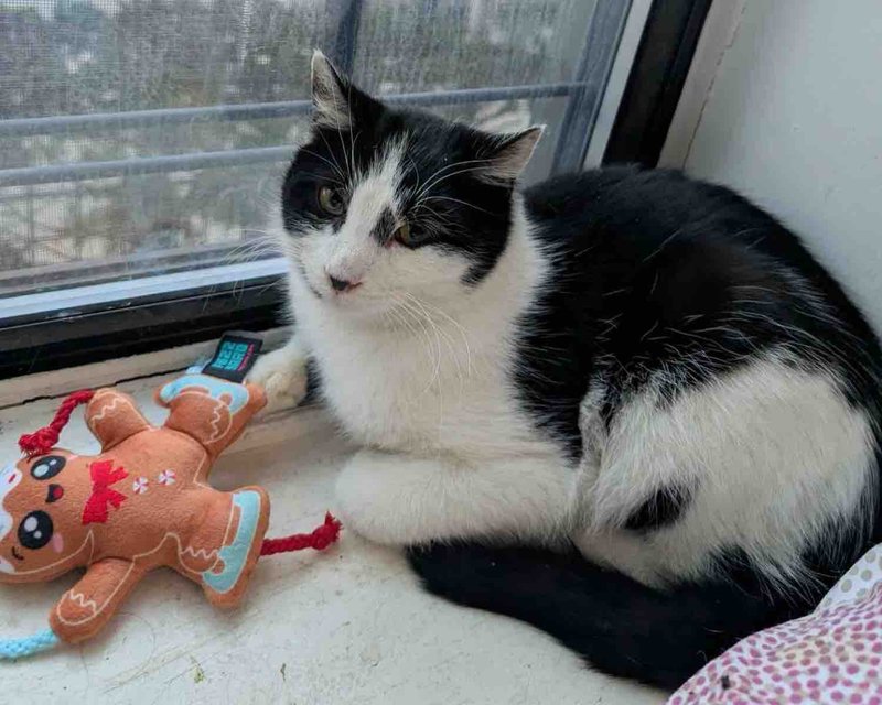 cat safe indoors toy