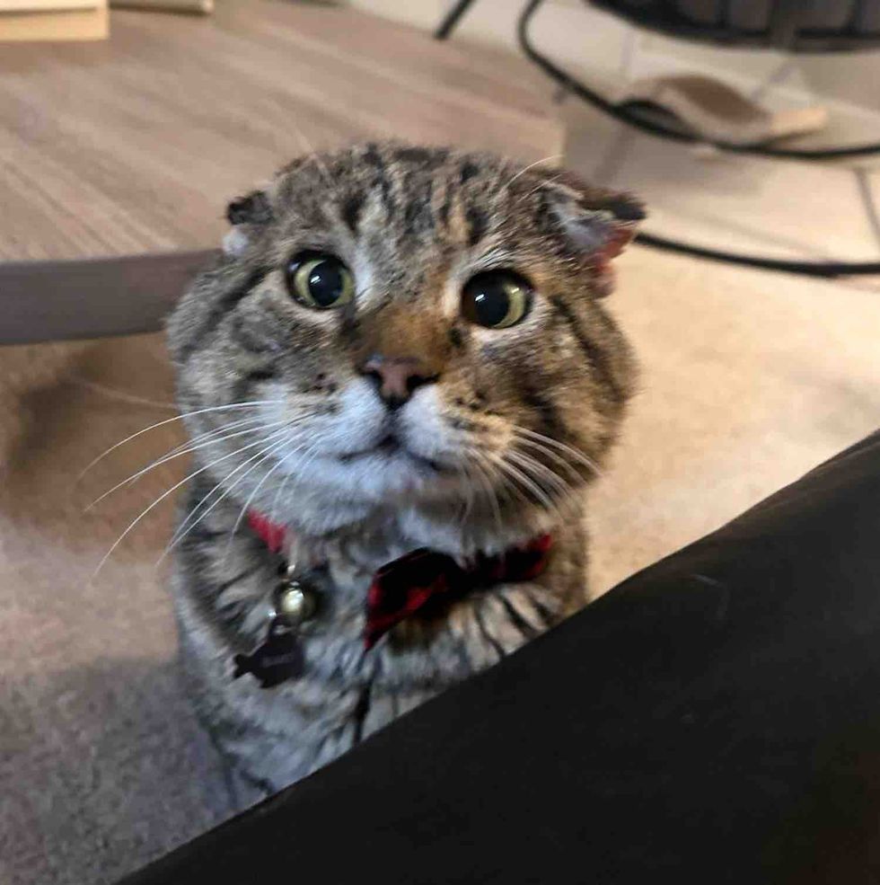 cat seeking attention home