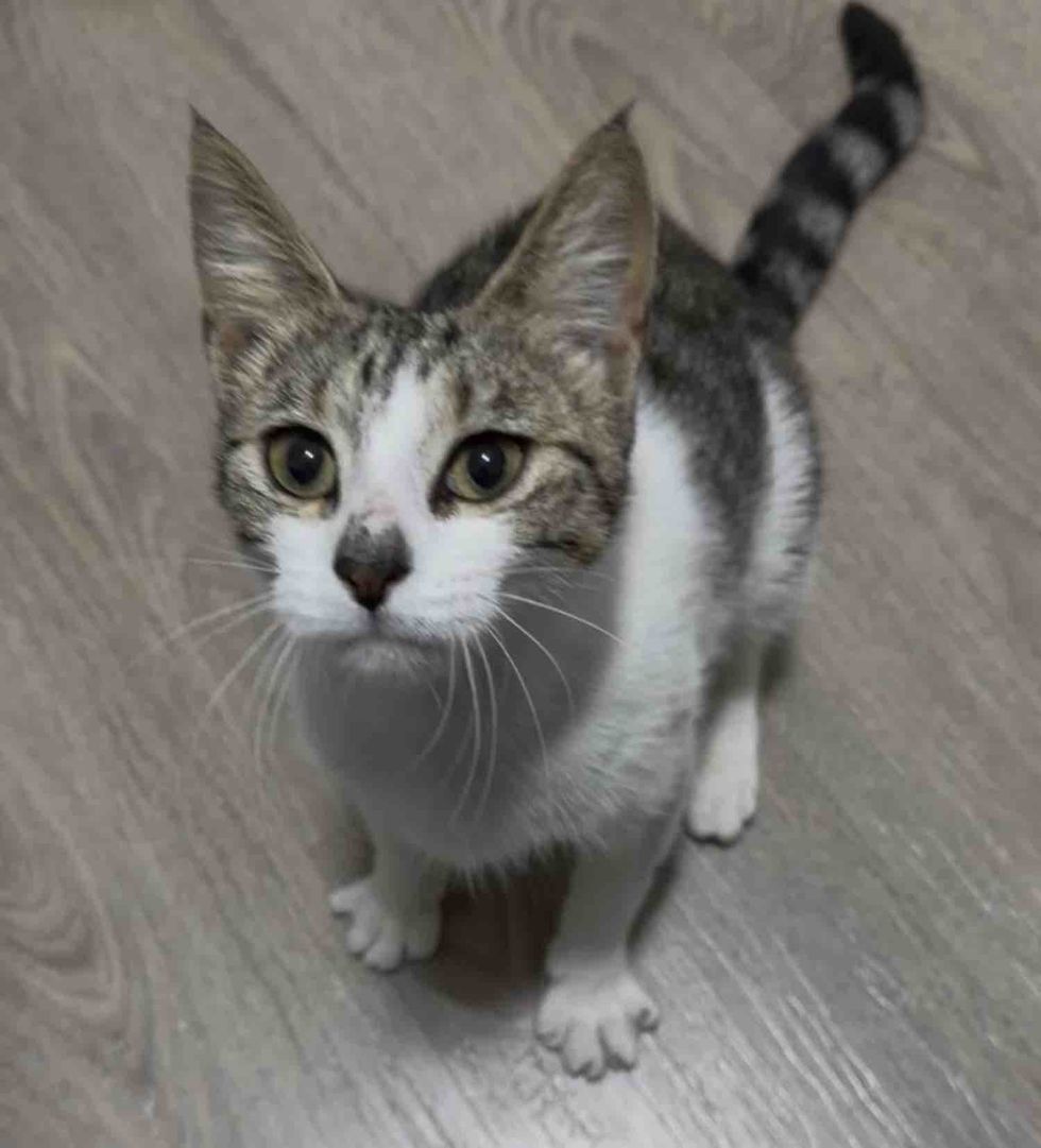 cat seeking attention