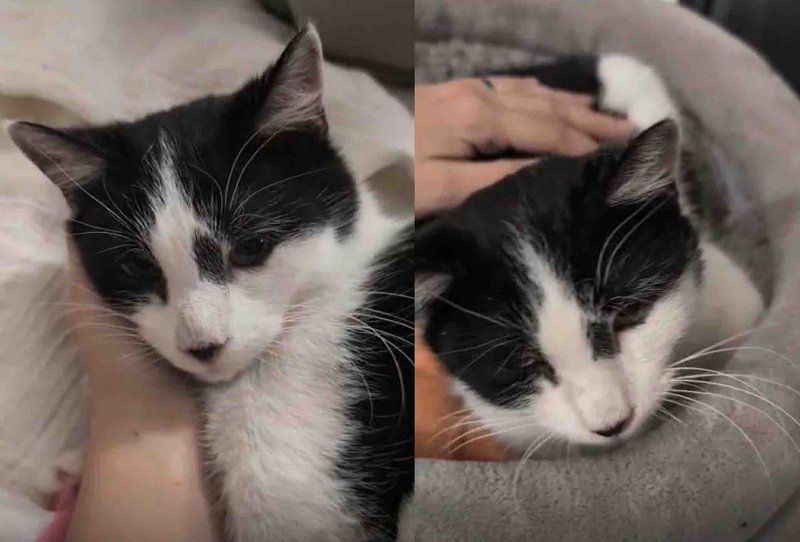 cat seeks affection pets