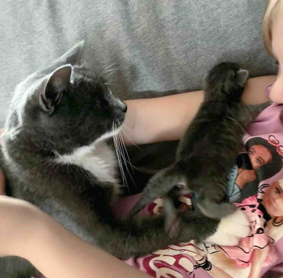 cat shares kittens human