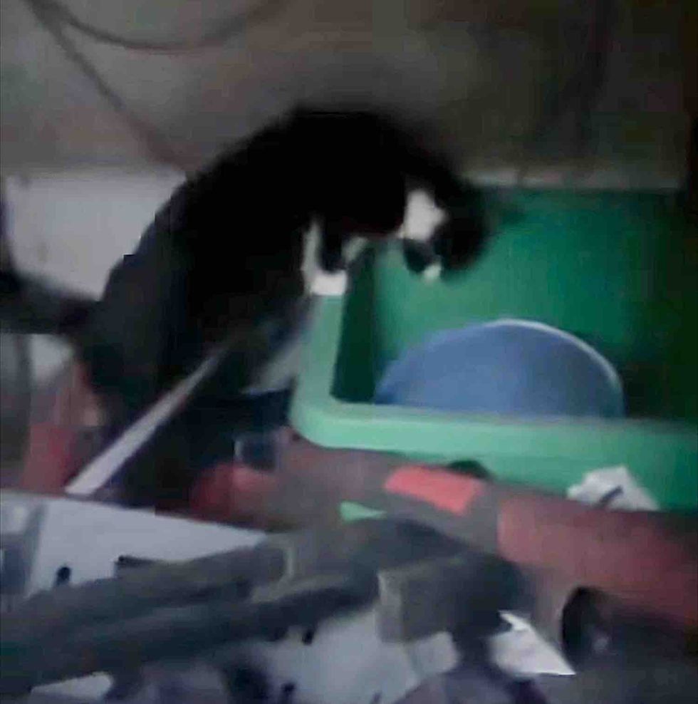 cat shed bin