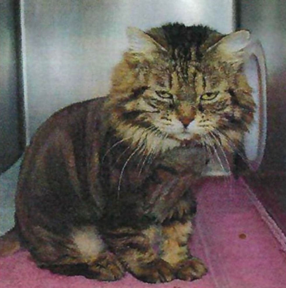 cat, shelter, adopt, Lulu