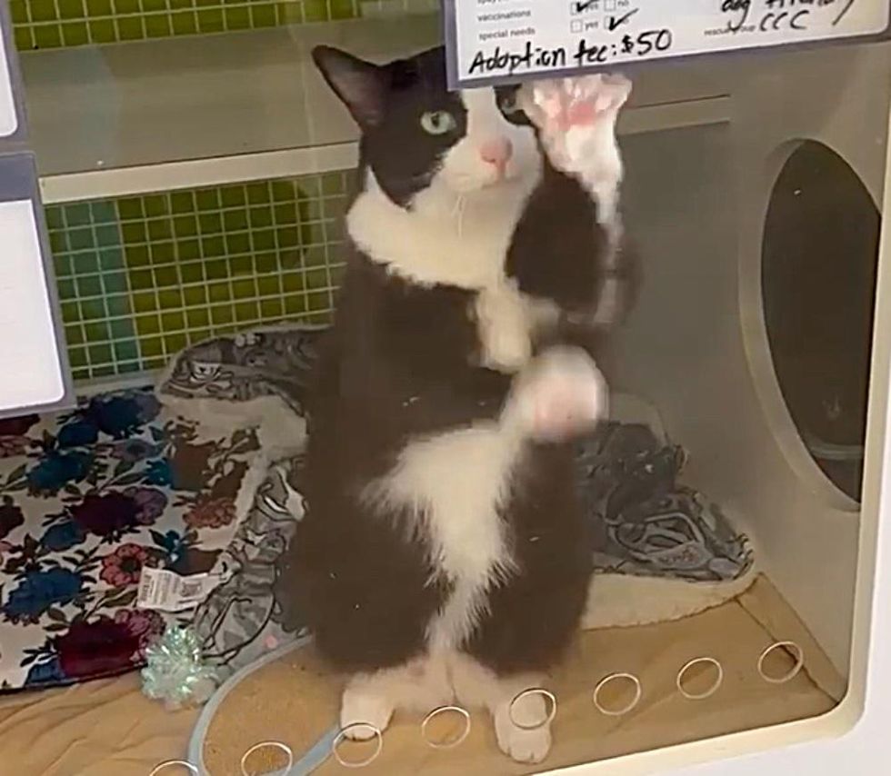 cat shelter standing