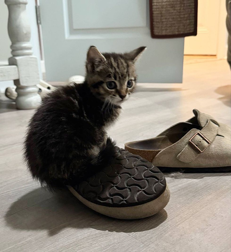 cat shoe playful