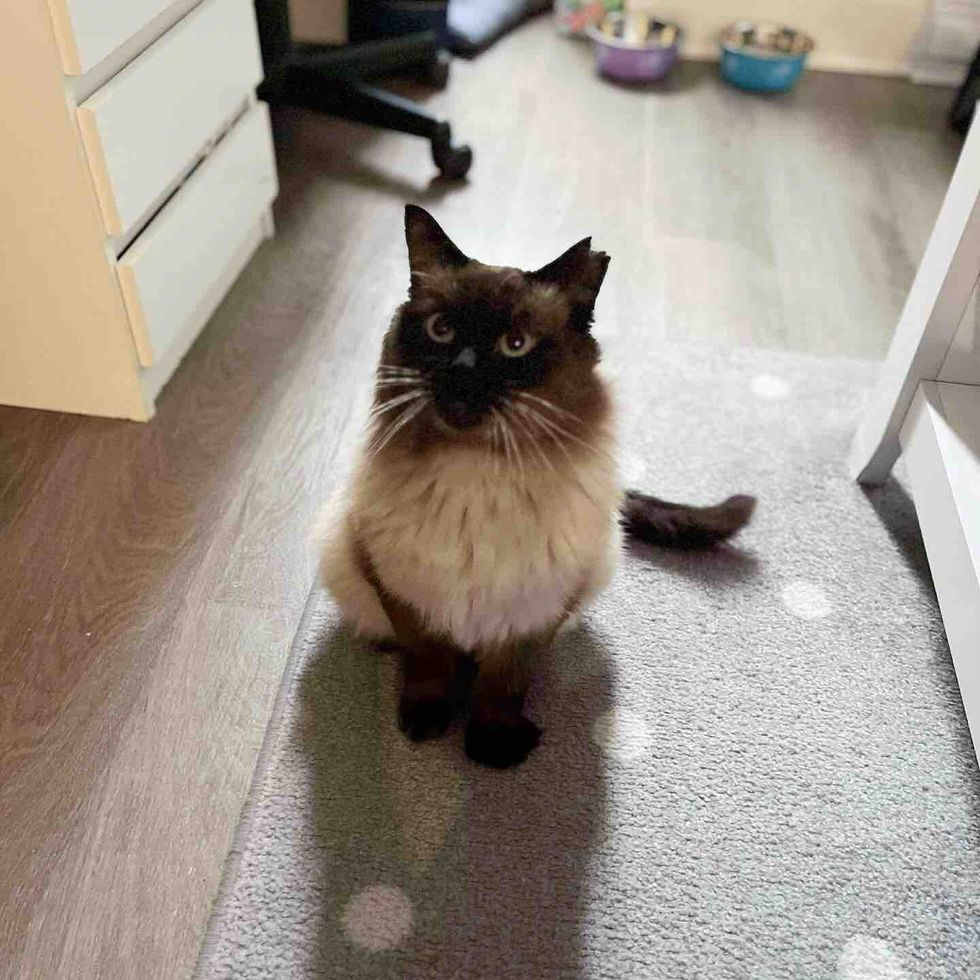 cat siamese indoors safe