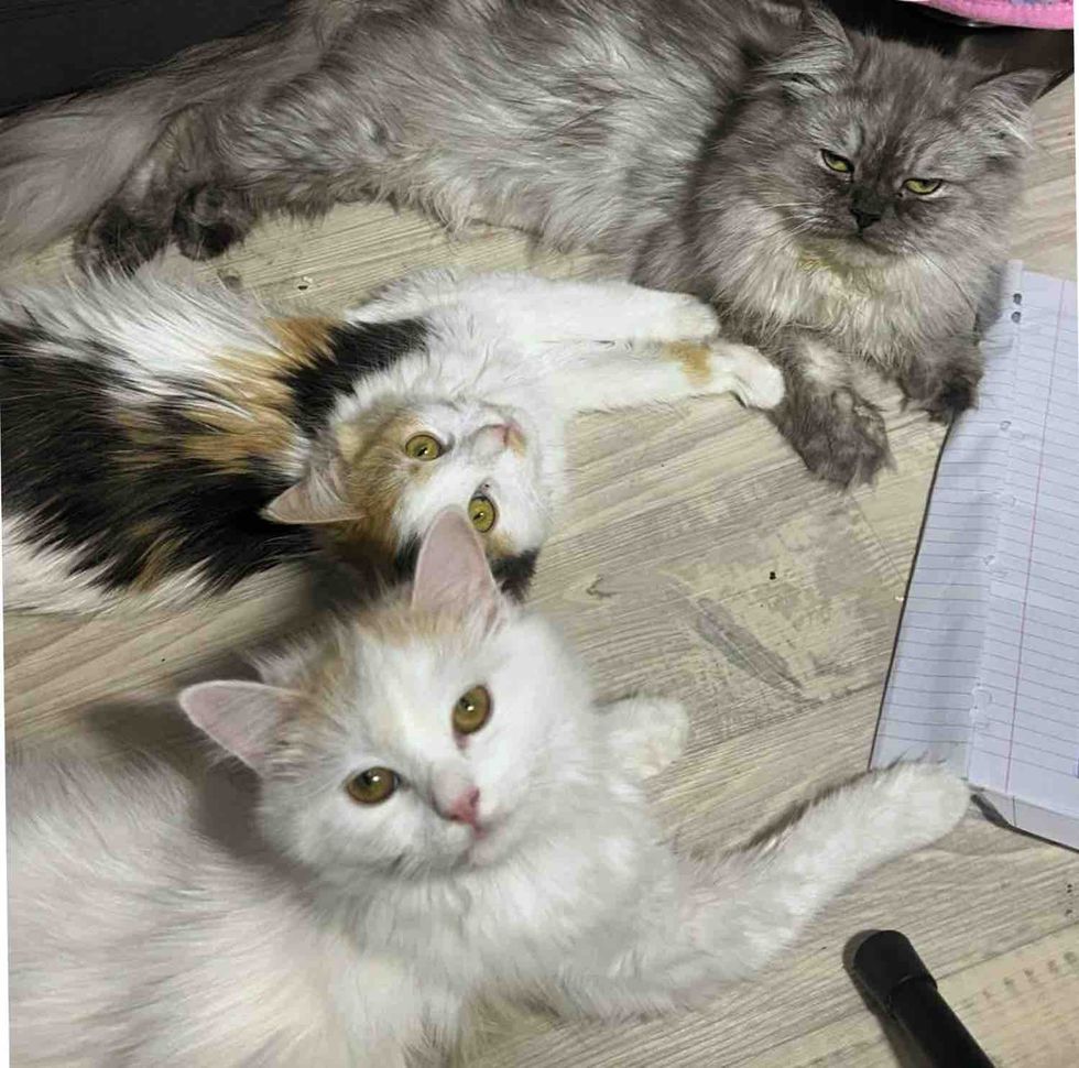 cat sisters safe indoors