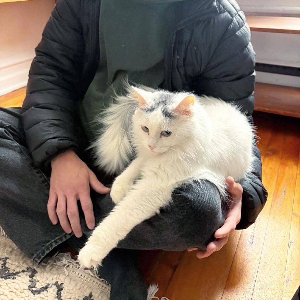 cat sitting lap snuggles