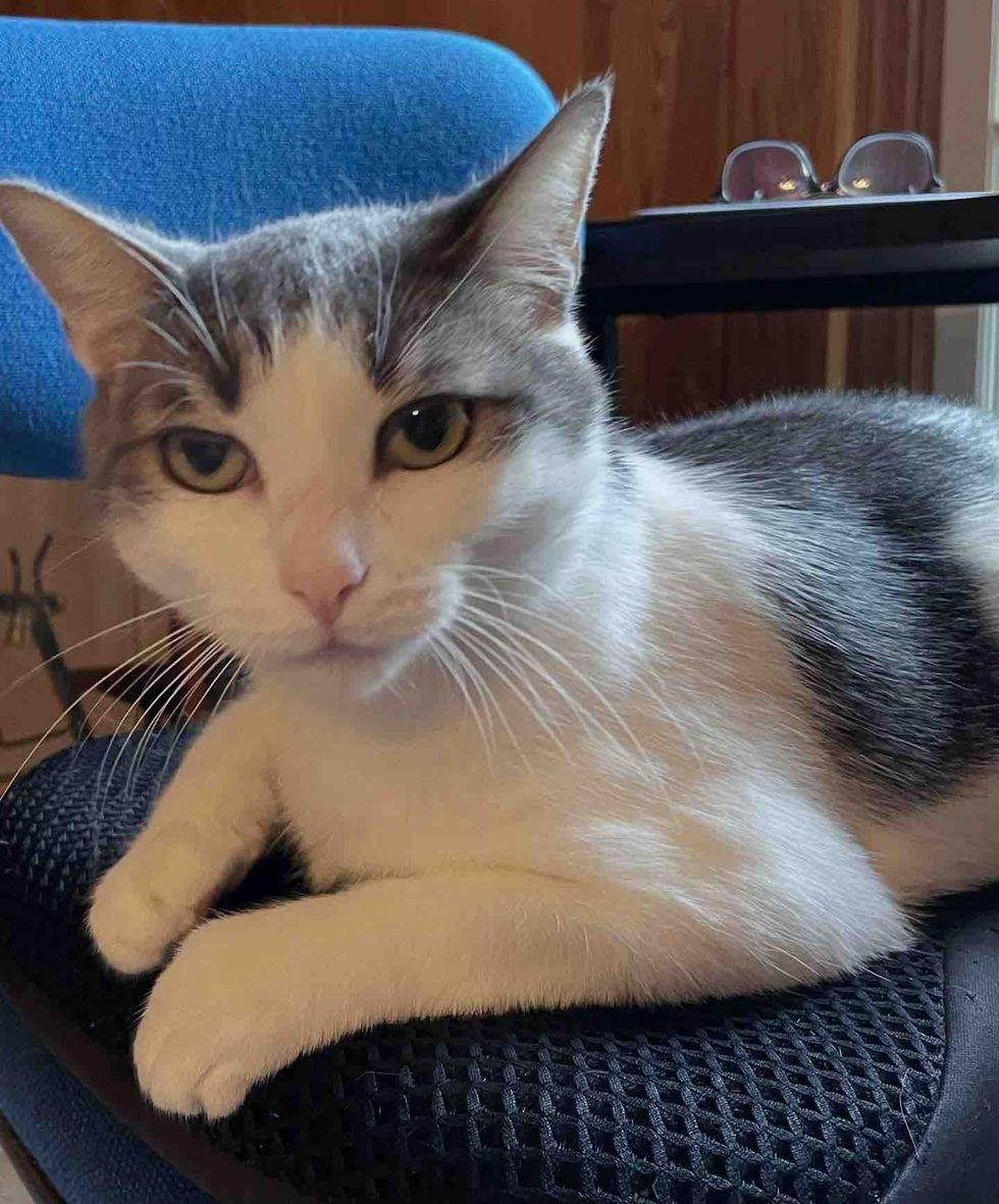 cat sitting office chair