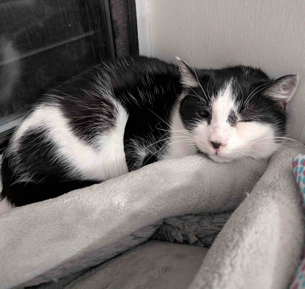 cat sleeping happily indoors