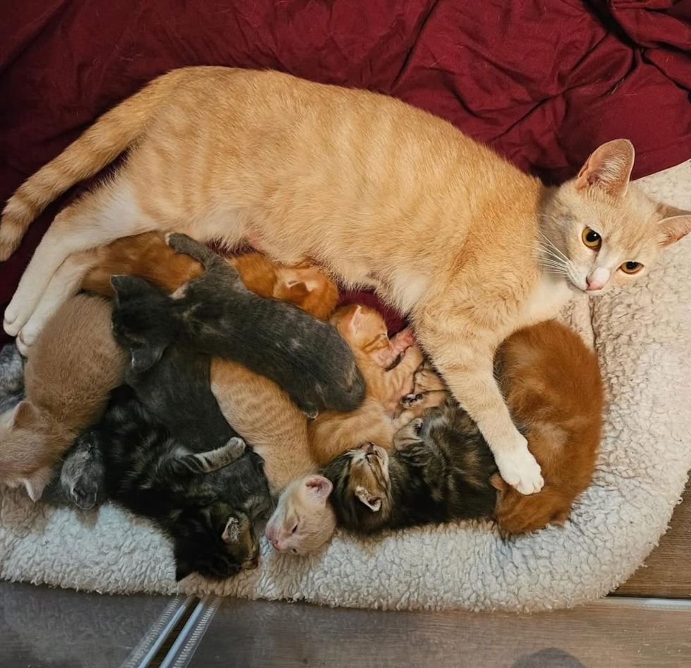cat sleeping kittens