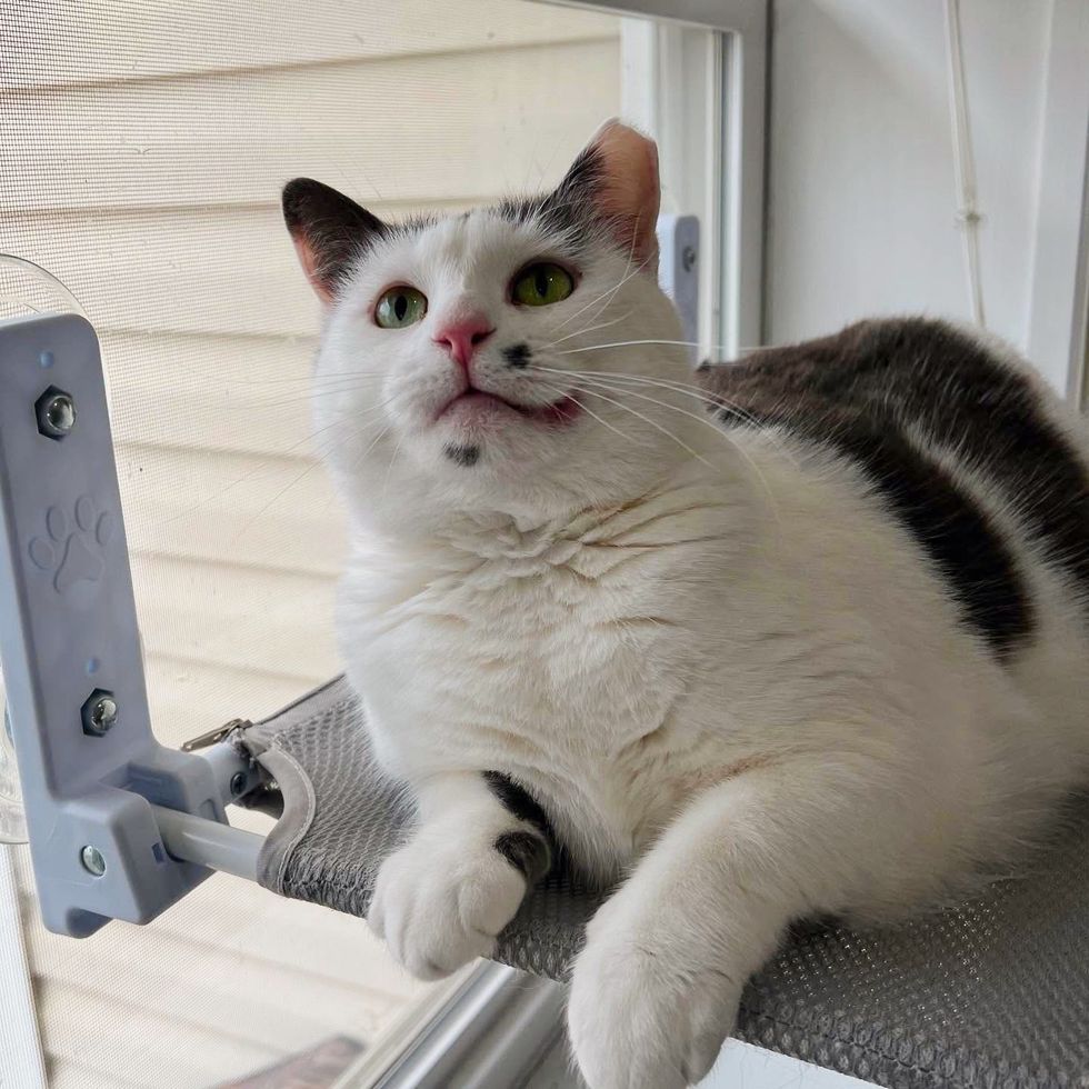 cat smile beauty mark