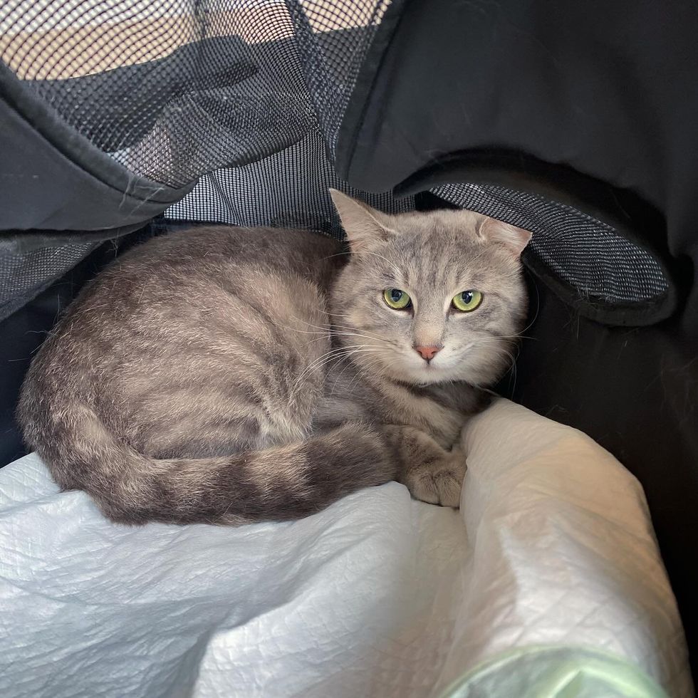 cat smile home