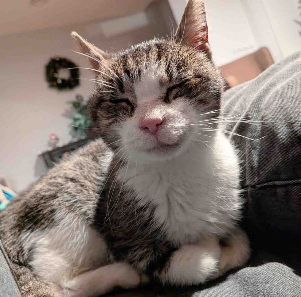 They Save a Cat From the Streets and Watch Him Shine, His Little Smile Warms Hearts Along the Way