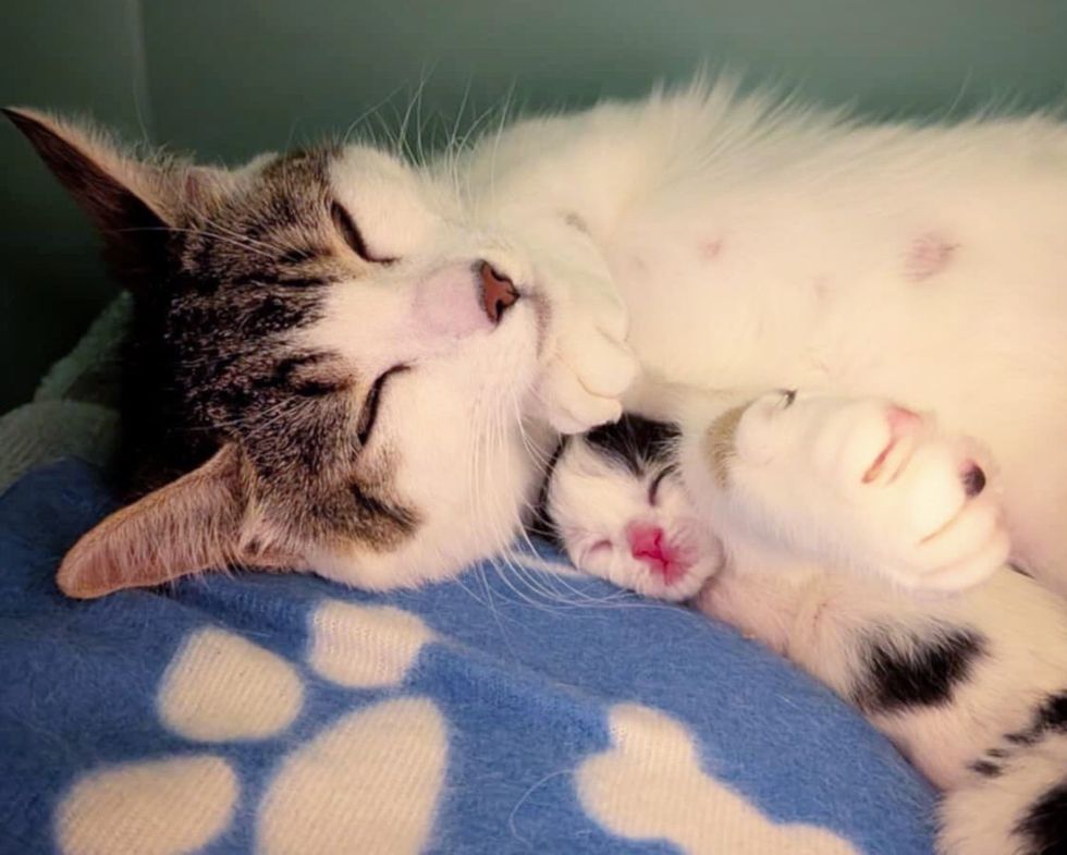 cat smiling newborn kitten
