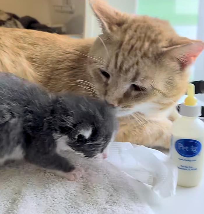cat sniffs foster kitten