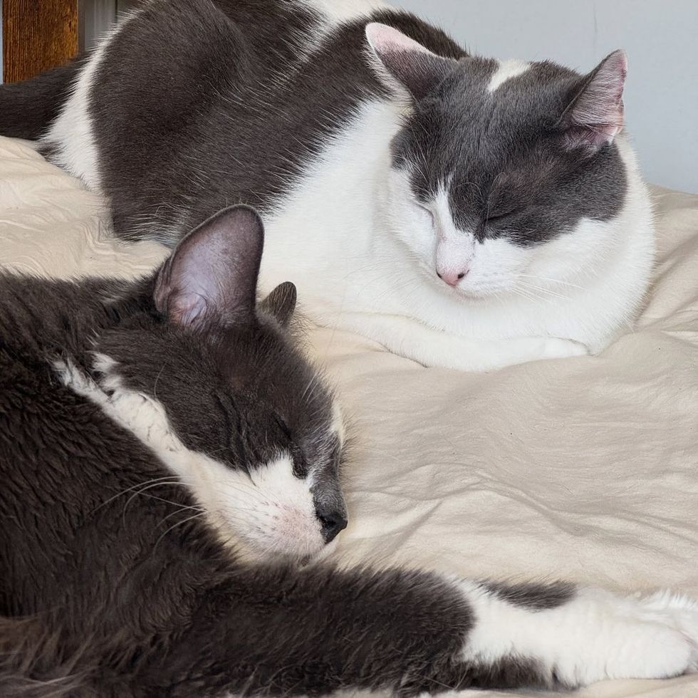 cat snuggle friends