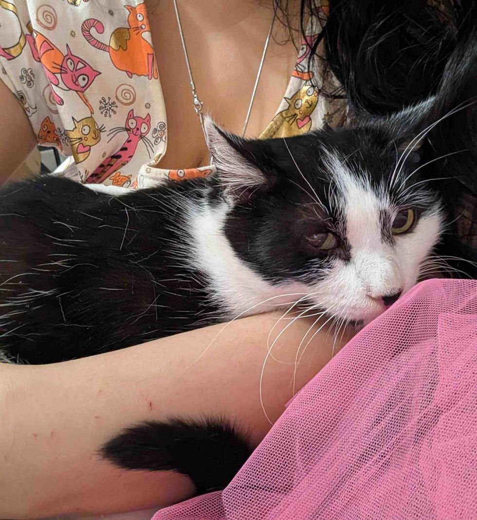 cat snuggles affectionate