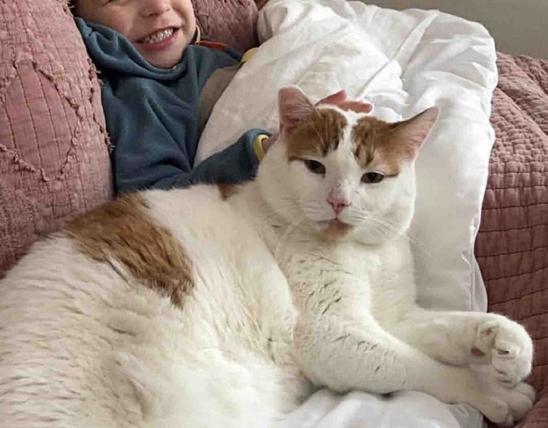 cat snuggles best friend