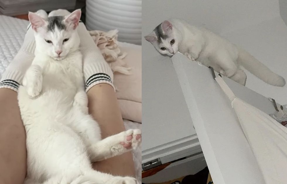 cat snuggles door survey