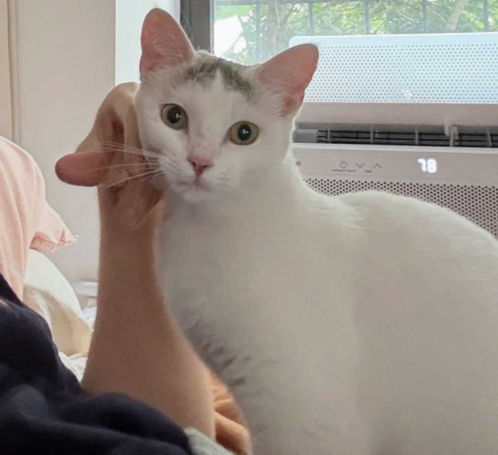 cat snuggles indoors