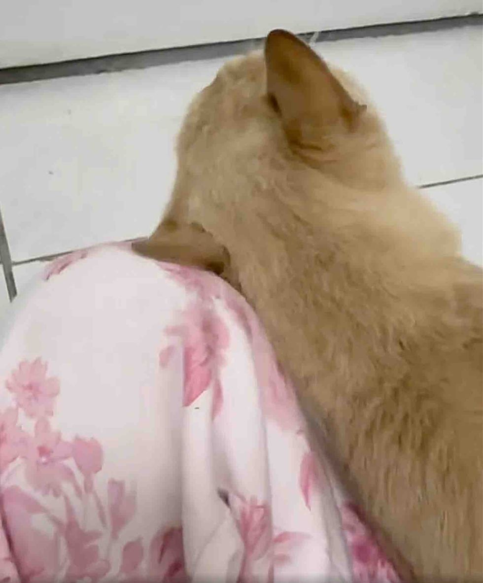 cat snuggles indoors