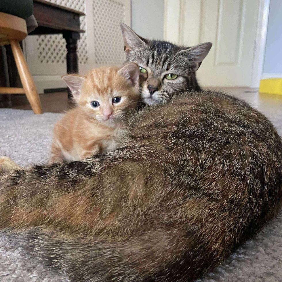 cat snuggles kitten bonded