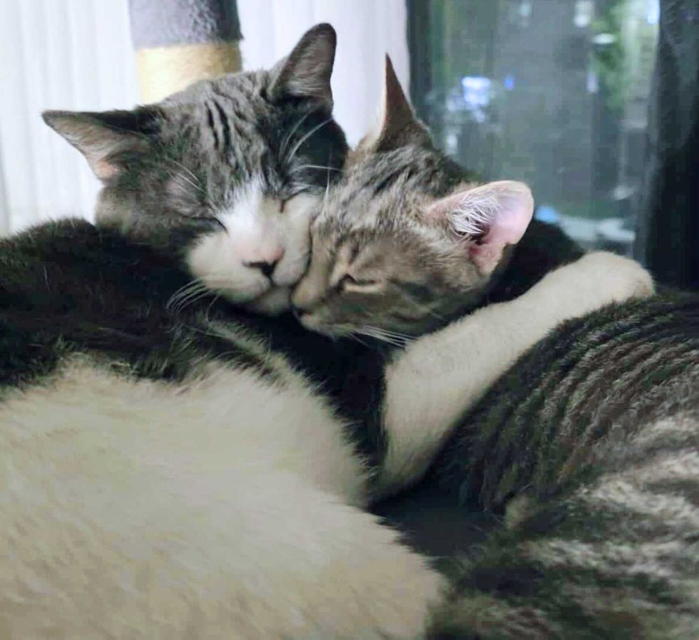 CAT SNUGRA FIRETOS DE GATION