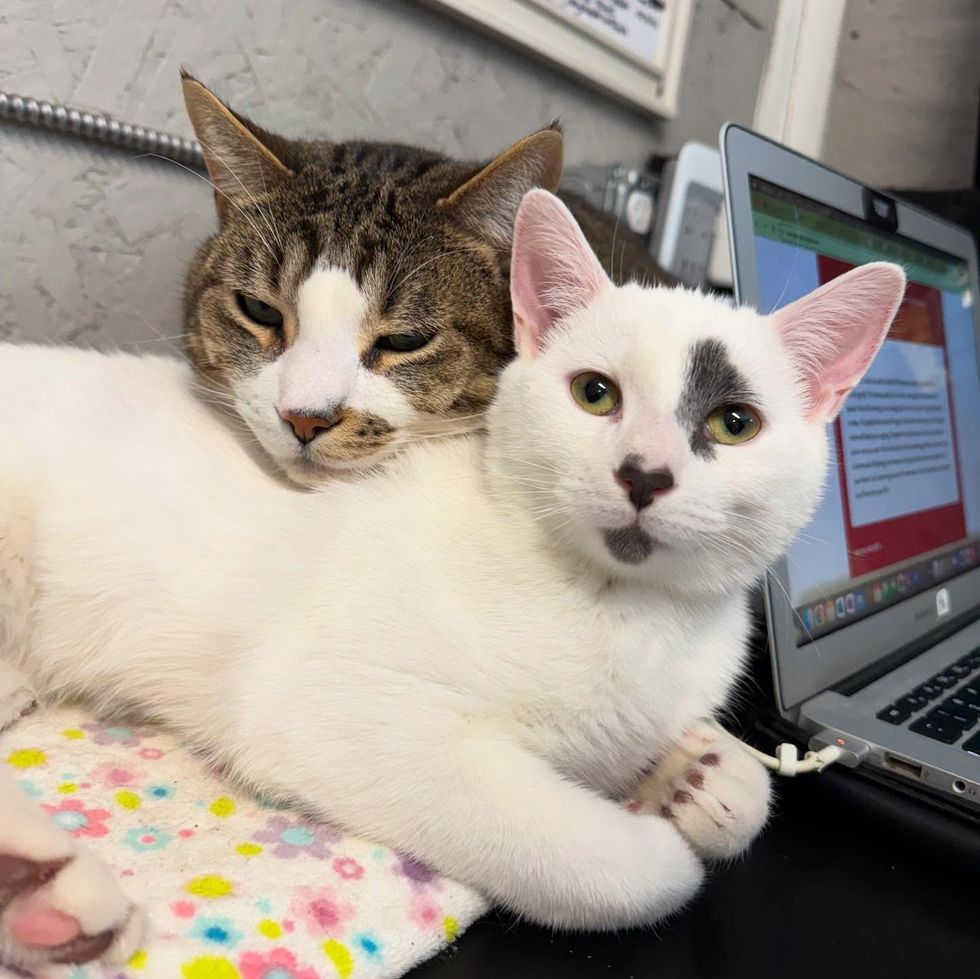 cat snuggles kitten office
