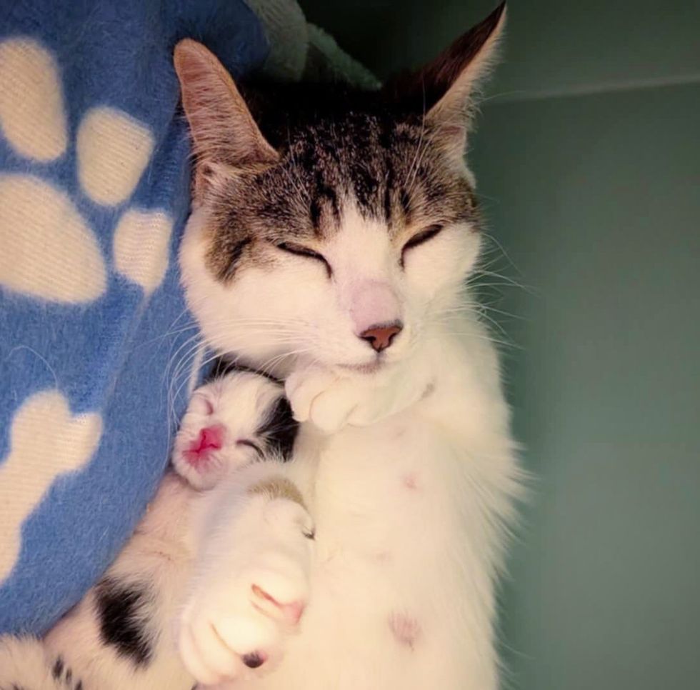cat snuggles kitten sleeping