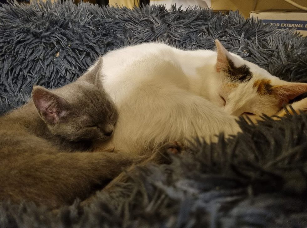 cat snuggles kitten sleeping