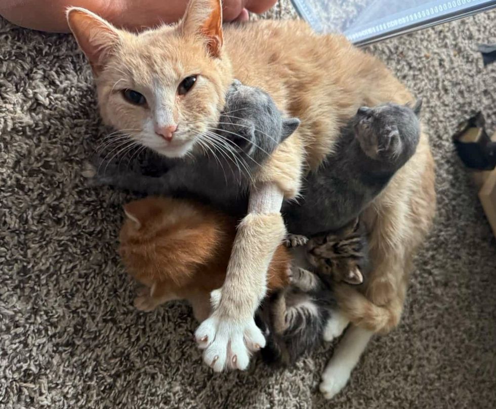 cat snuggles kittens