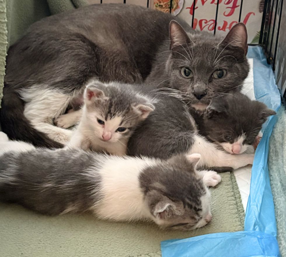 cat snuggles kittens