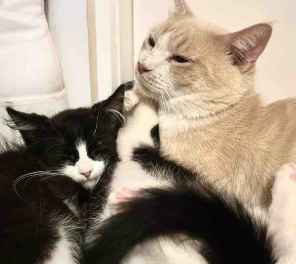 cat snuggles kittens