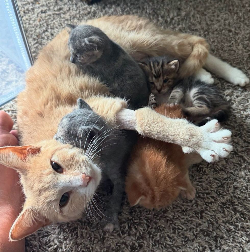 cat snuggles new kittens