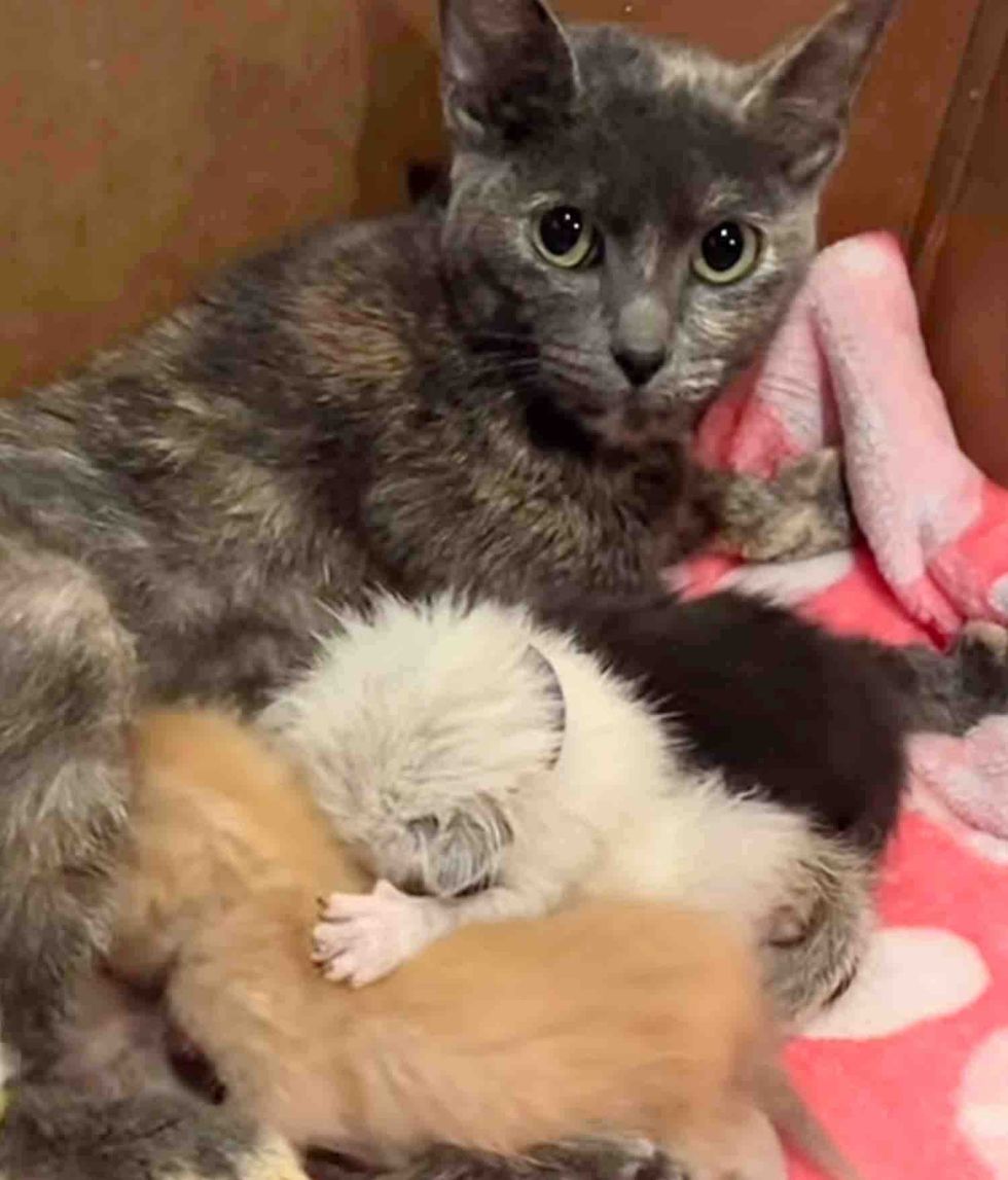 cat snuggles newborn kittens