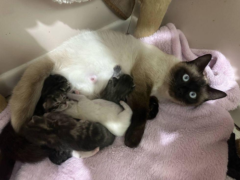 cat snuggles nurses kittens