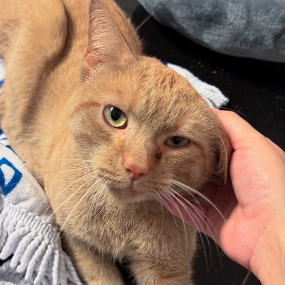 cat snuggles orange