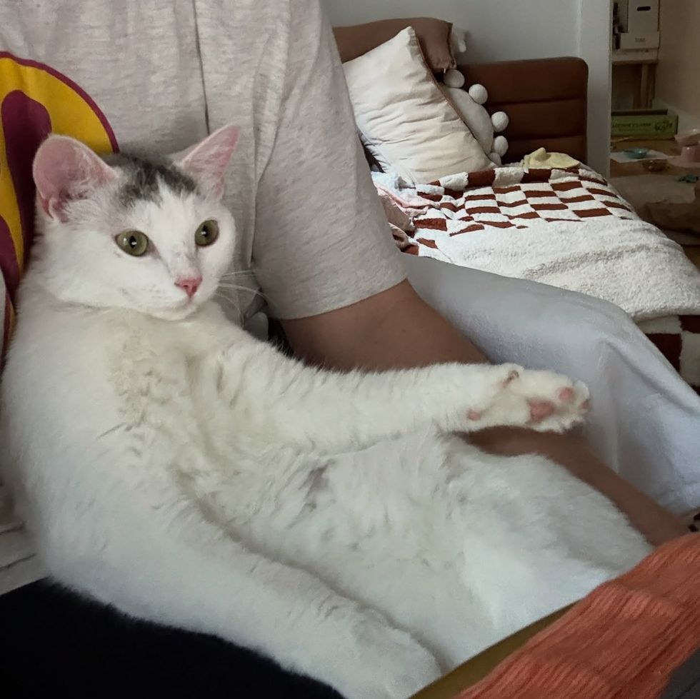 cat snuggles sitting like human