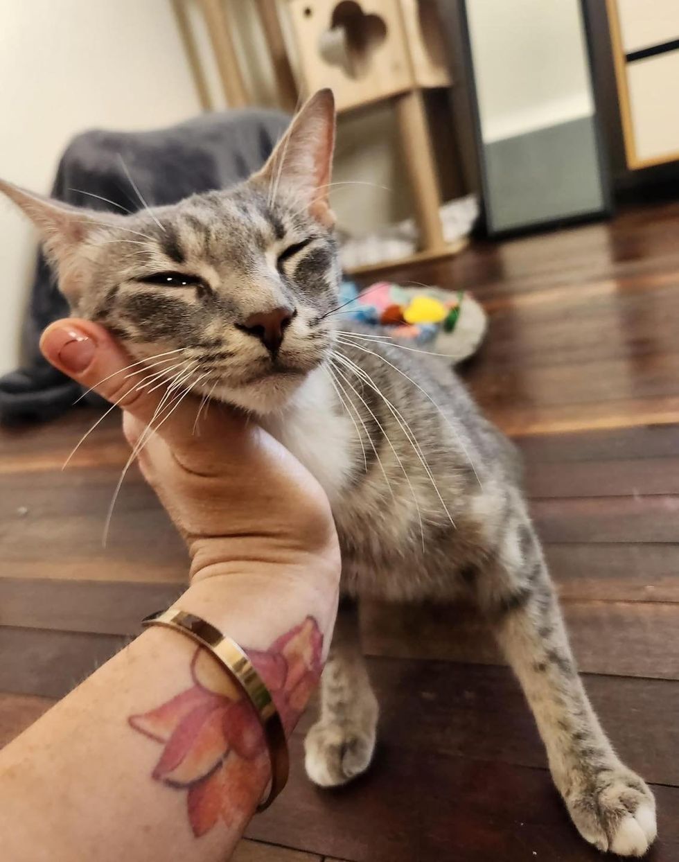 cat snuggling happy
