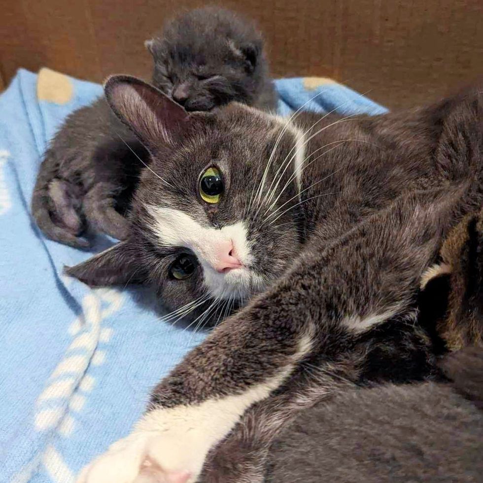 cat snuggling kitten