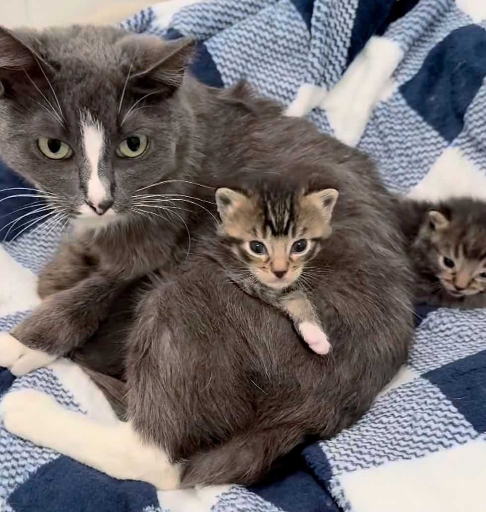 cat snuggling kittens