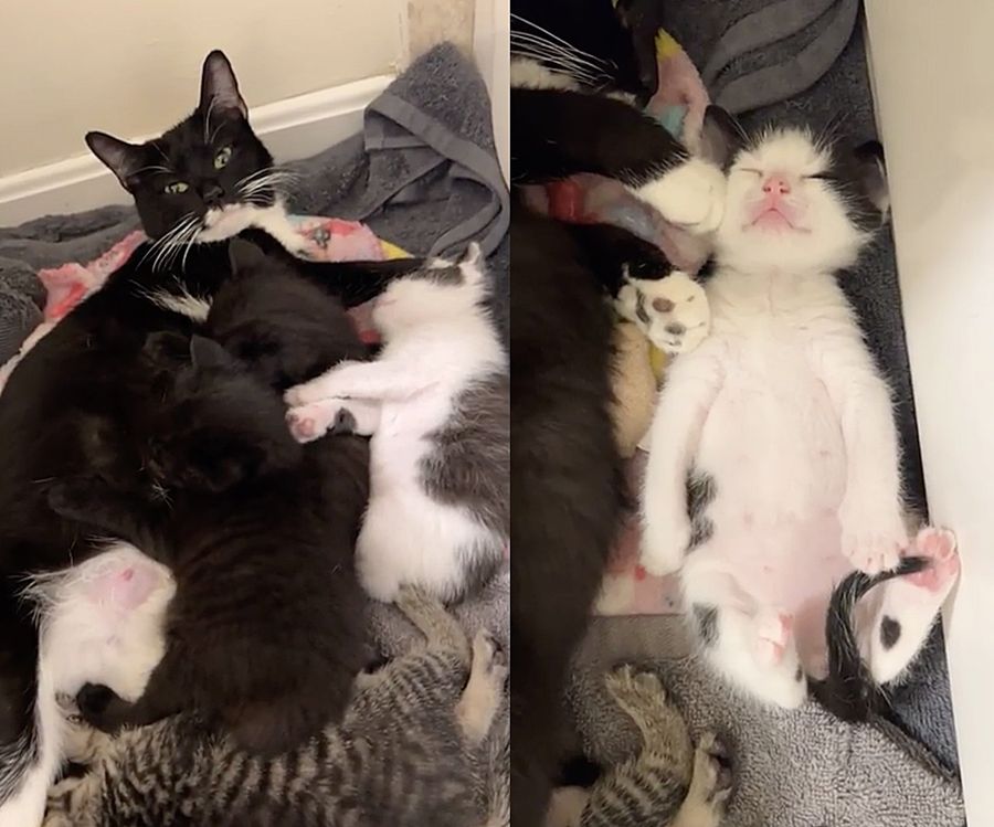 cat snuggling sleeping kittens
