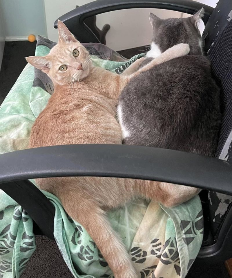 cat snuggly friends
