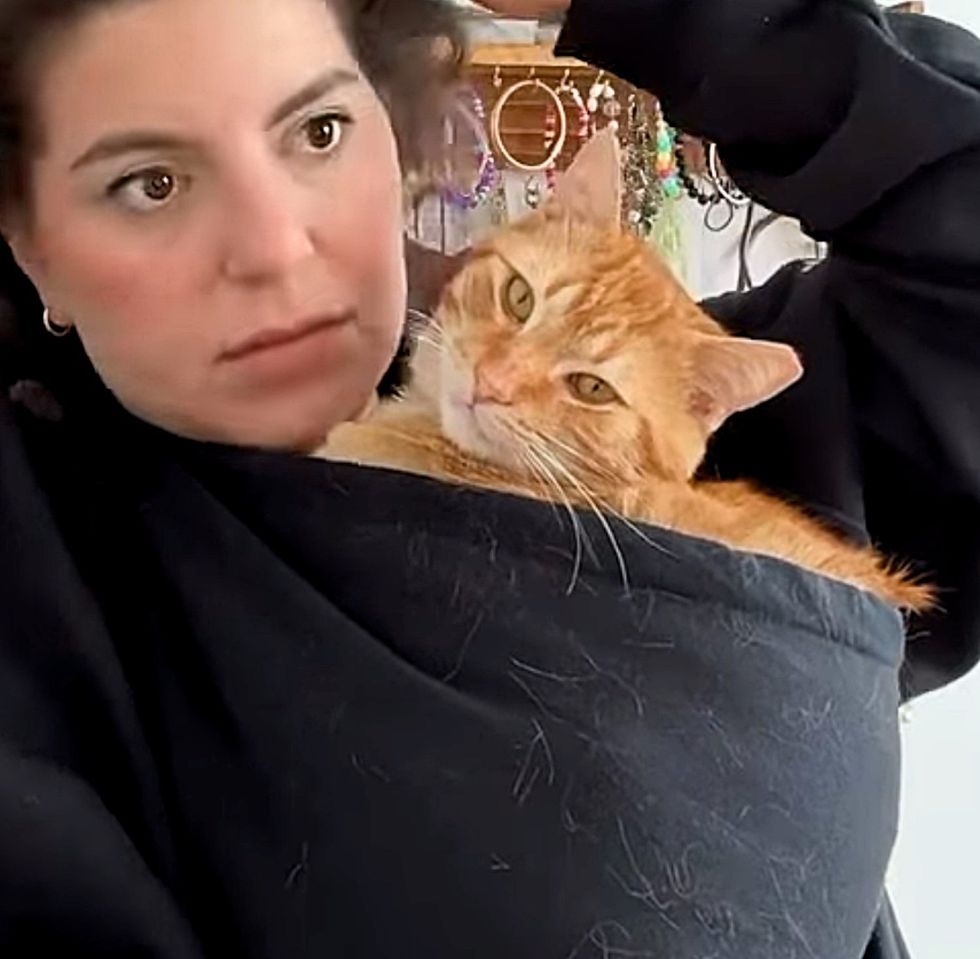 cat snuggly hoodie tabby