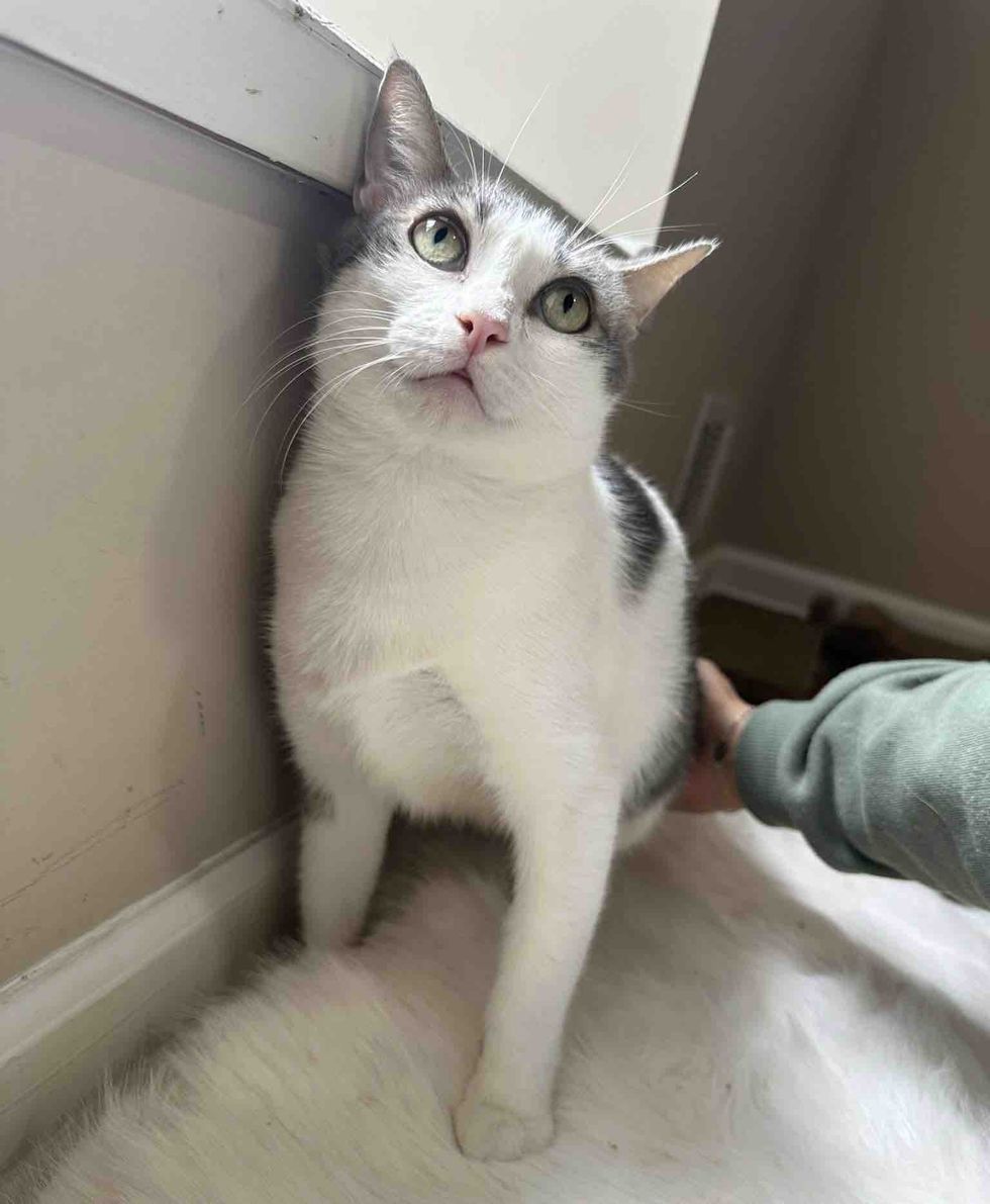 cat socializing pets