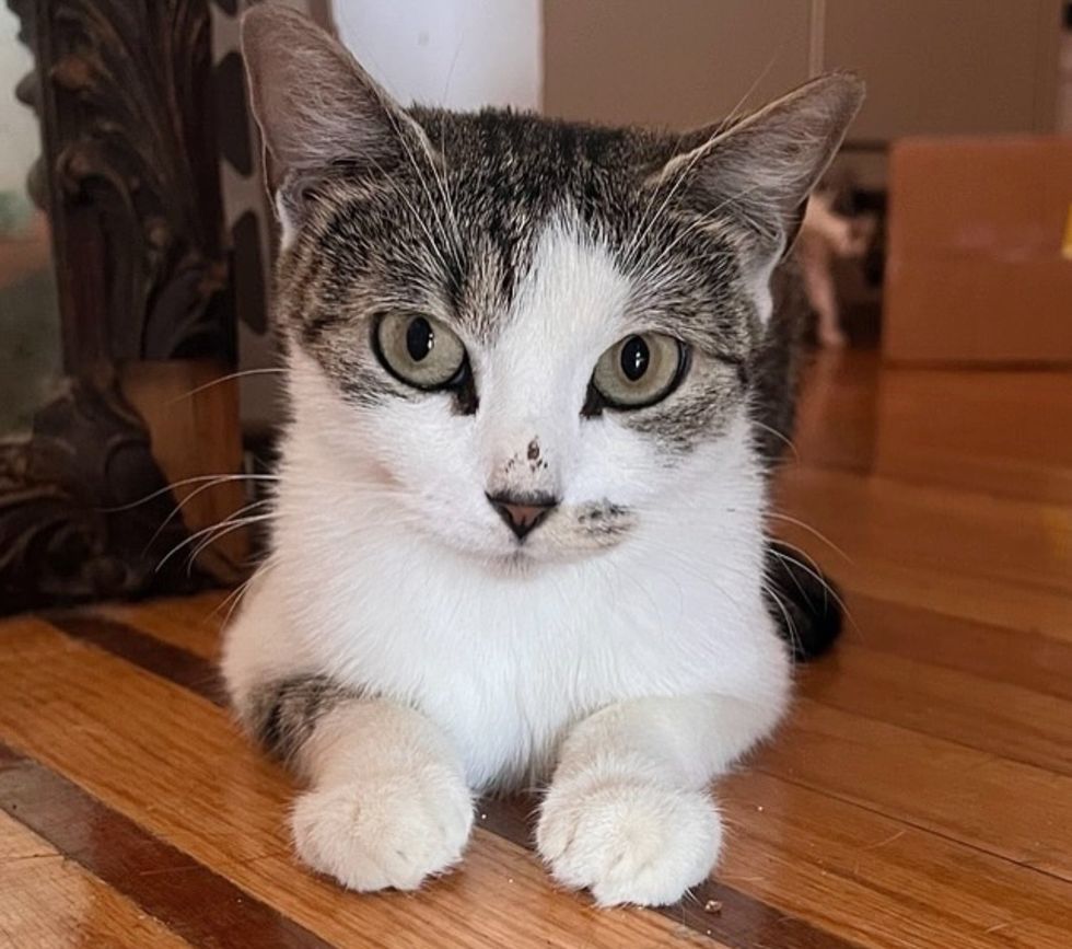 cat stray indoor safe
