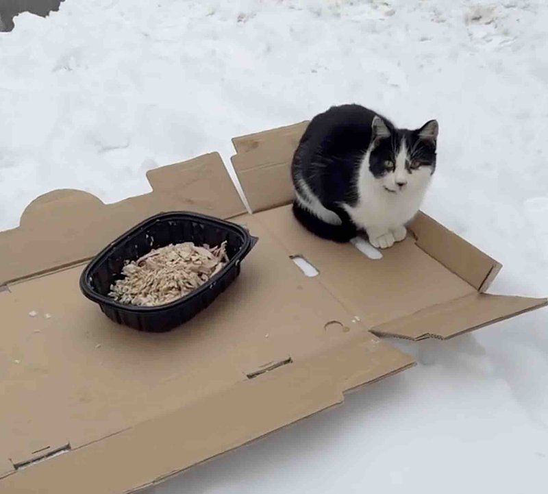 cat stray snow cardboard