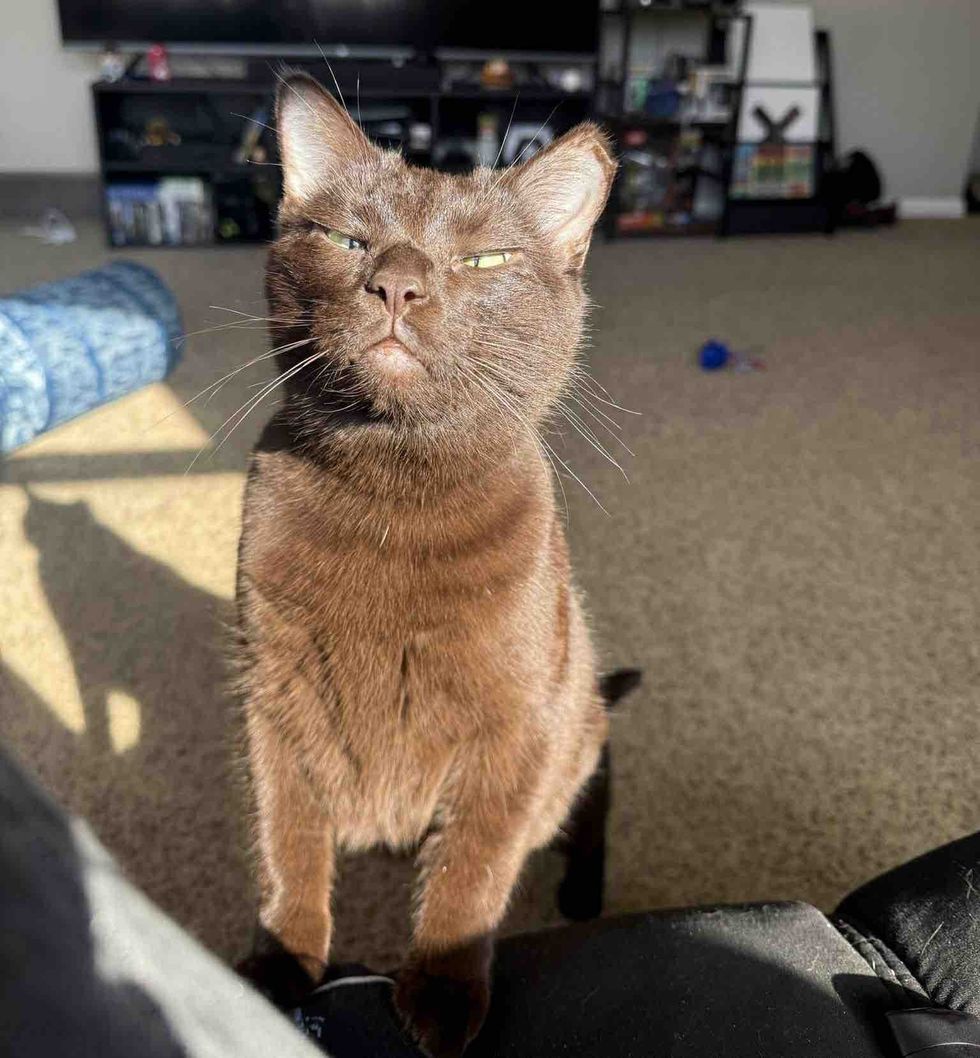 cat sunbathing goofy face