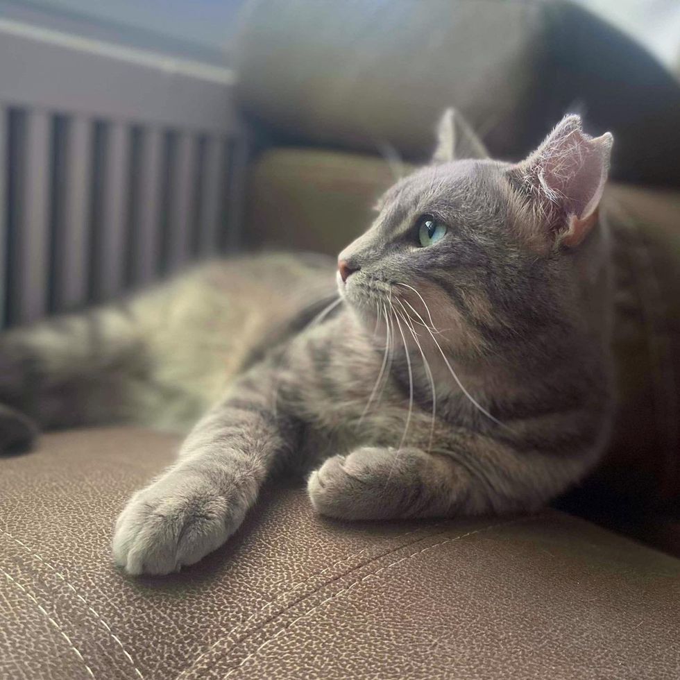 cat sunbathing lounging